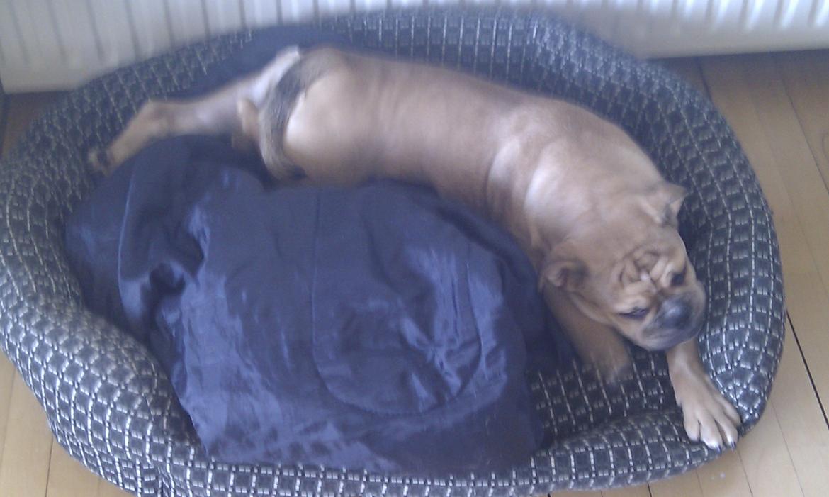 Olde english bulldogge Bullina's Wilma billede 20