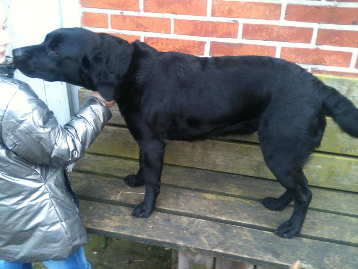 Labrador retriever Bella billede 3