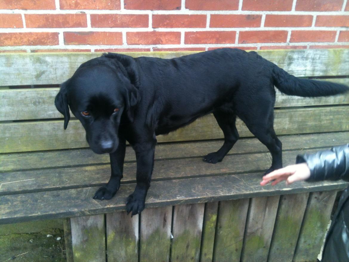 Labrador retriever Bella billede 5