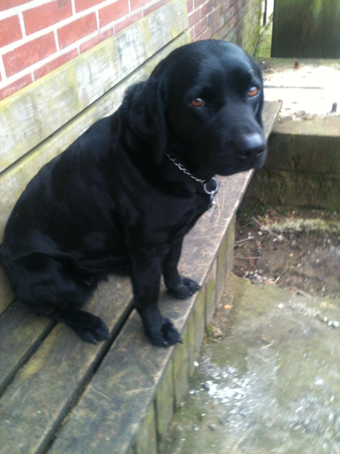 Labrador retriever Bella billede 6