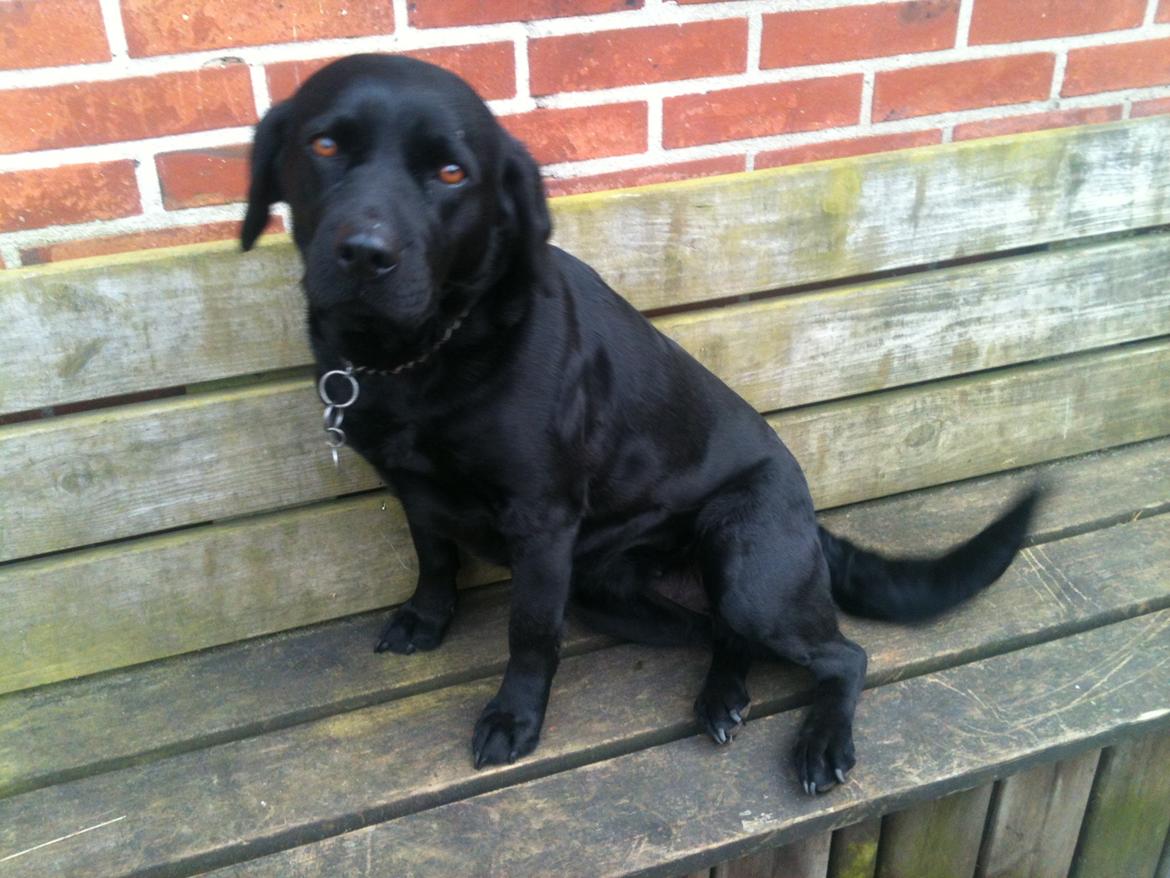 Labrador retriever Bella billede 7