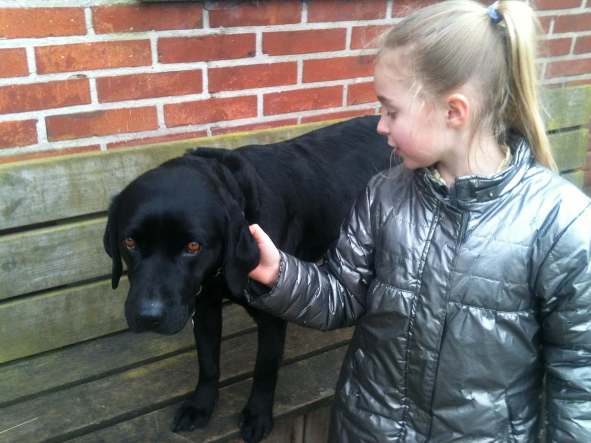 Labrador retriever Bella billede 9