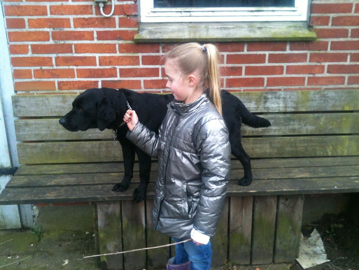 Labrador retriever Bella billede 10