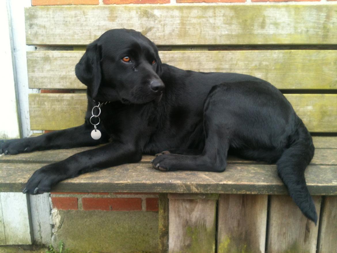 Labrador retriever Bella billede 11