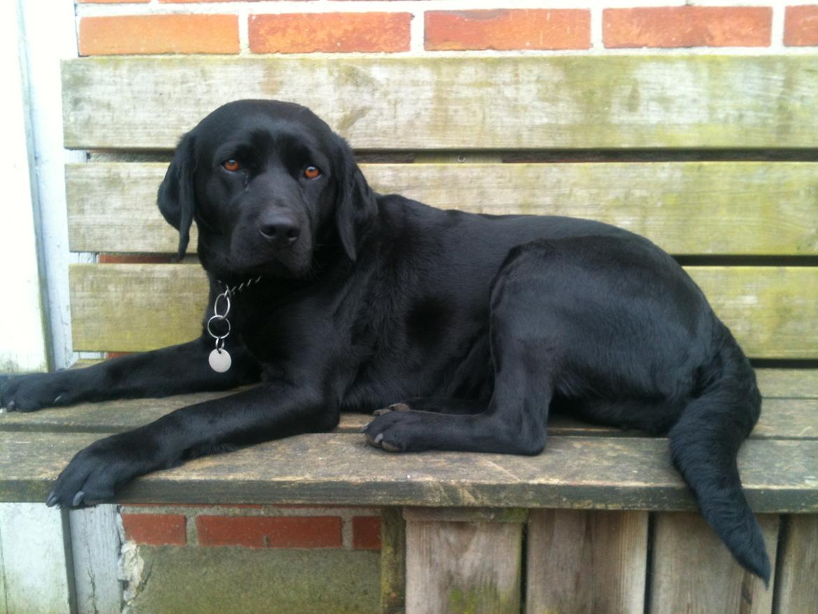 Labrador retriever Bella billede 12