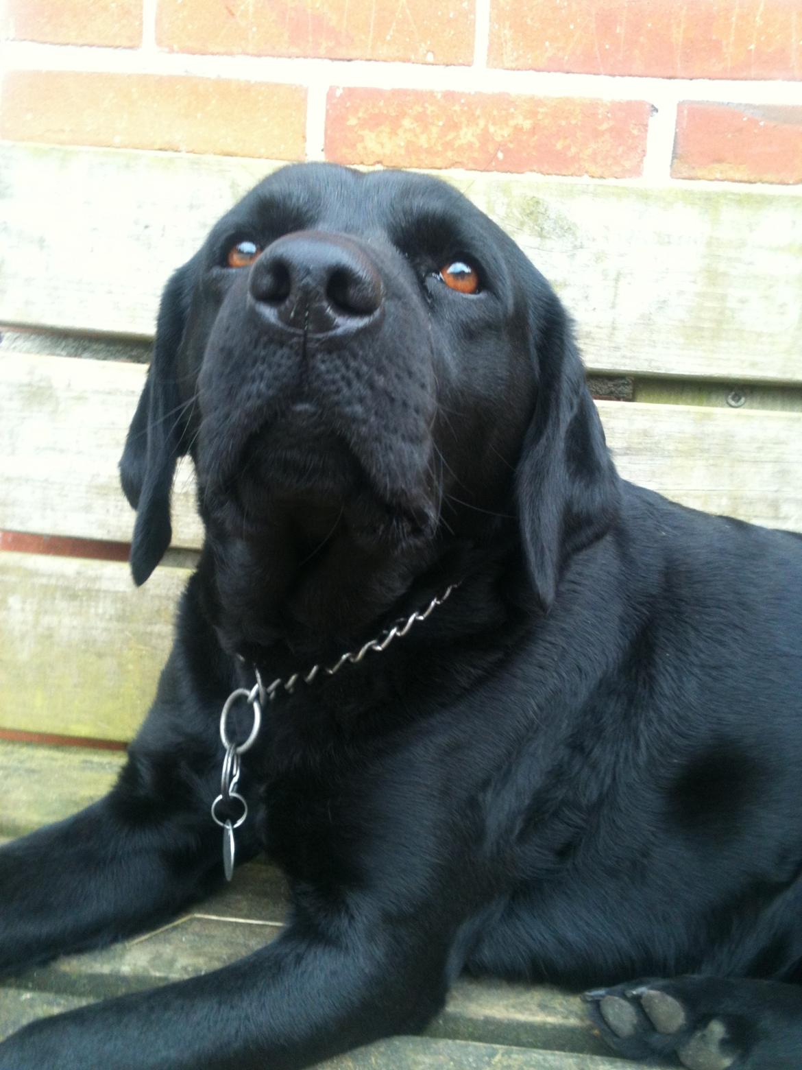 Labrador retriever Bella billede 13