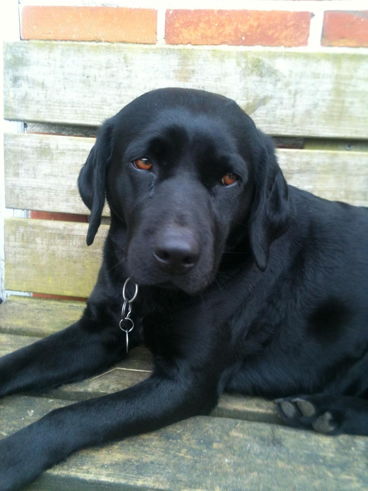 Labrador retriever Bella billede 1