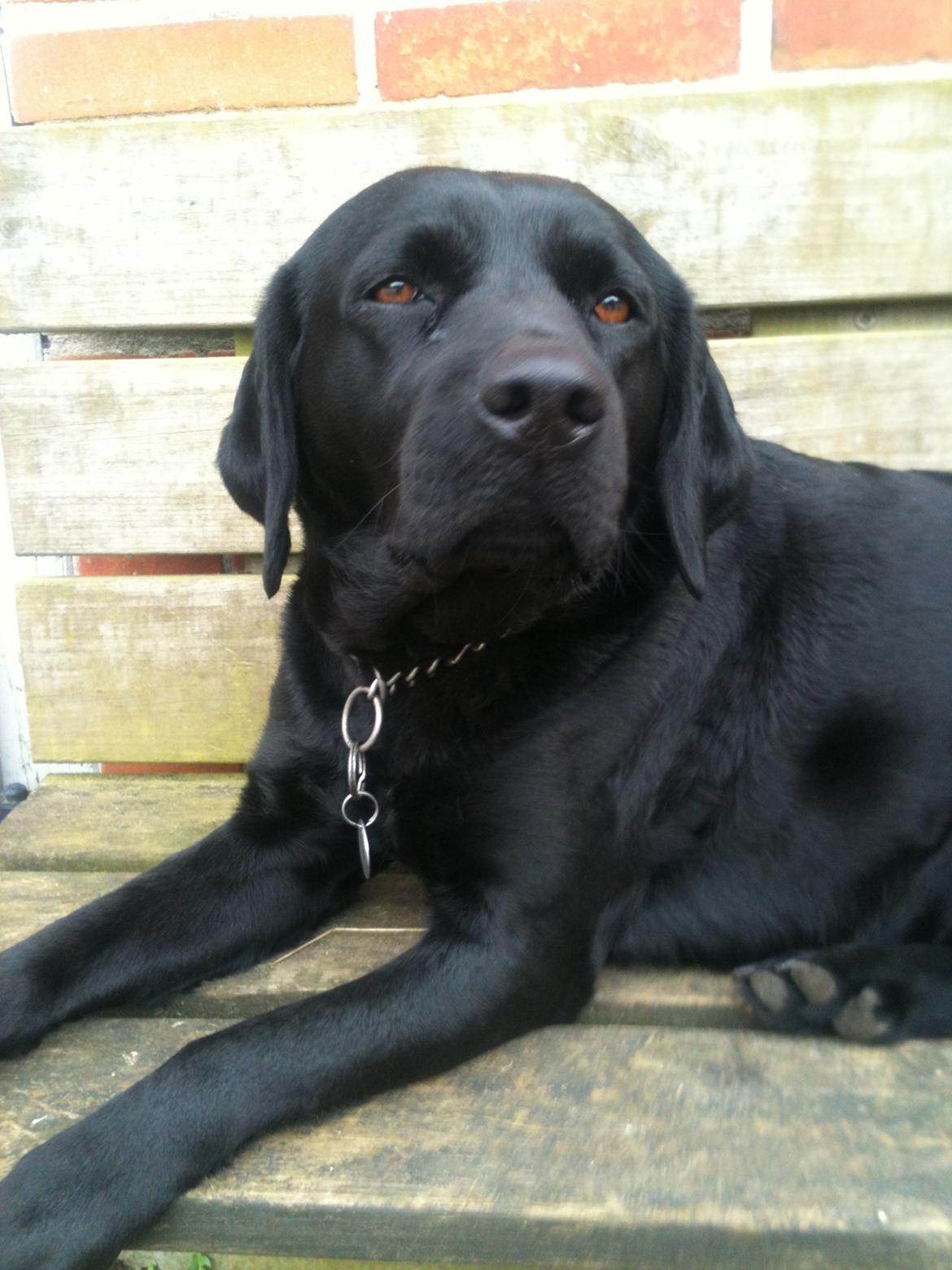 Labrador retriever Bella billede 14