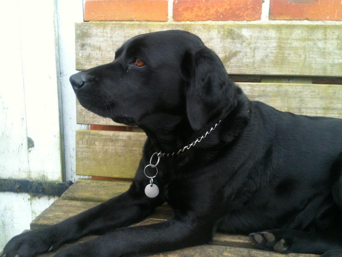 Labrador retriever Bella billede 15