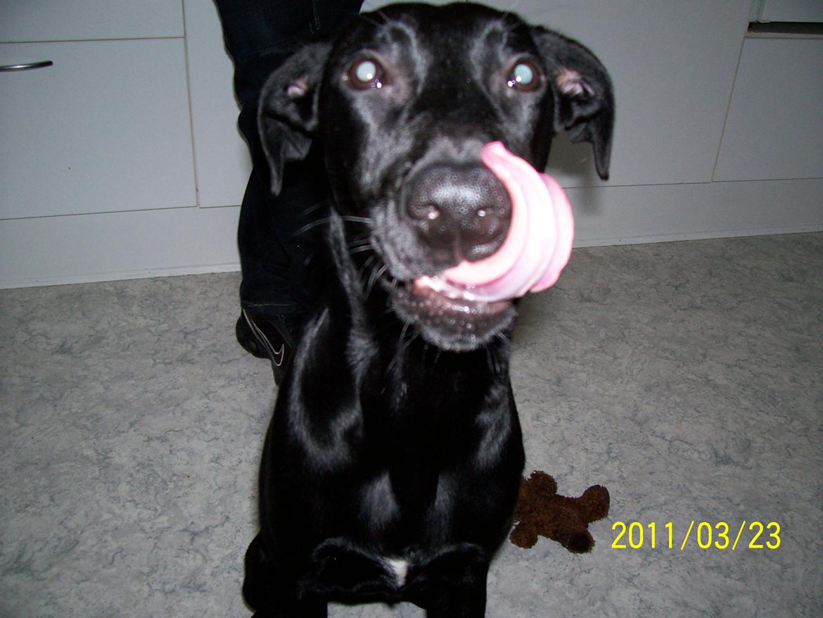 Blanding af racer zika - Uhm den kiks der, den ville bare ligge så meget bedre i min mave;) billede 16