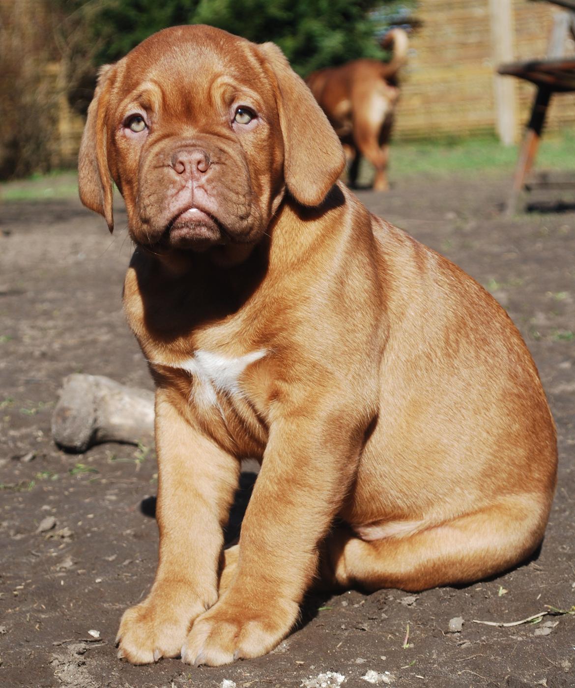 Dogue de bordeaux Dorsdorf's E'Peanut at Estéphe's billede 1