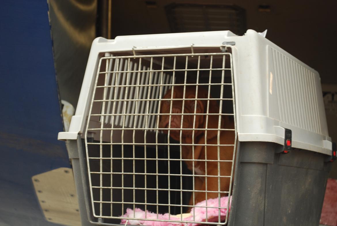 Dogue de bordeaux Dorsdorf's E'Peanut at Estéphe's billede 2