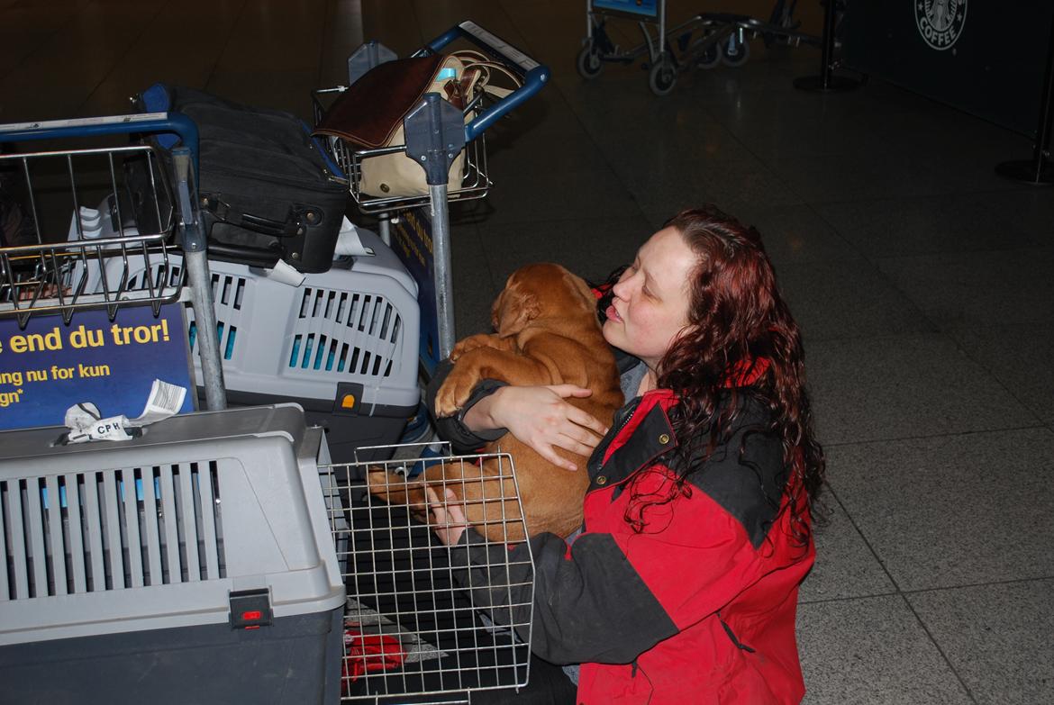 Dogue de bordeaux Dorsdorf's E'Peanut at Estéphe's billede 3