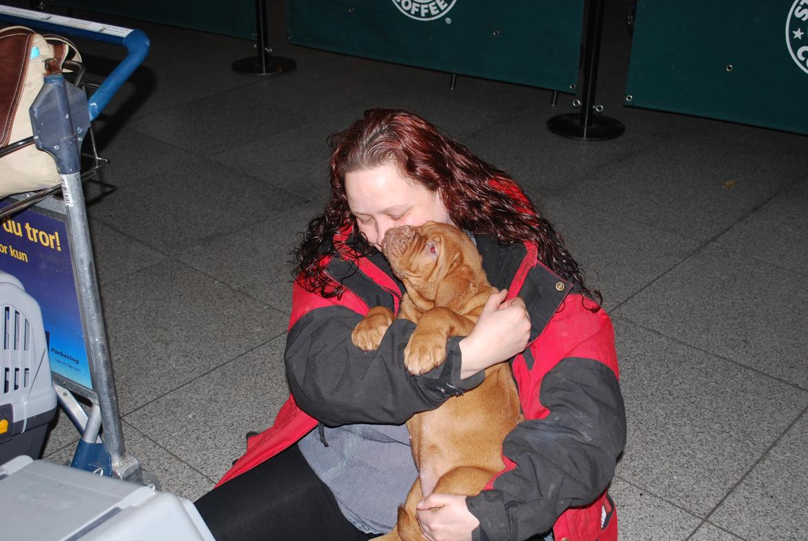 Dogue de bordeaux Dorsdorf's E'Peanut at Estéphe's billede 4