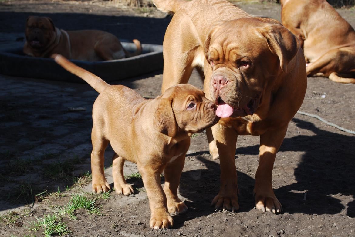 Dogue de bordeaux Dorsdorf's E'Peanut at Estéphe's billede 5