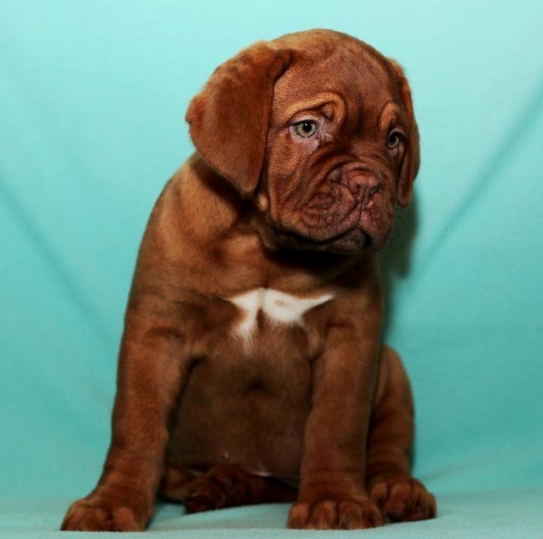 Dogue de bordeaux Dorsdorf's E'Peanut at Estéphe's billede 6