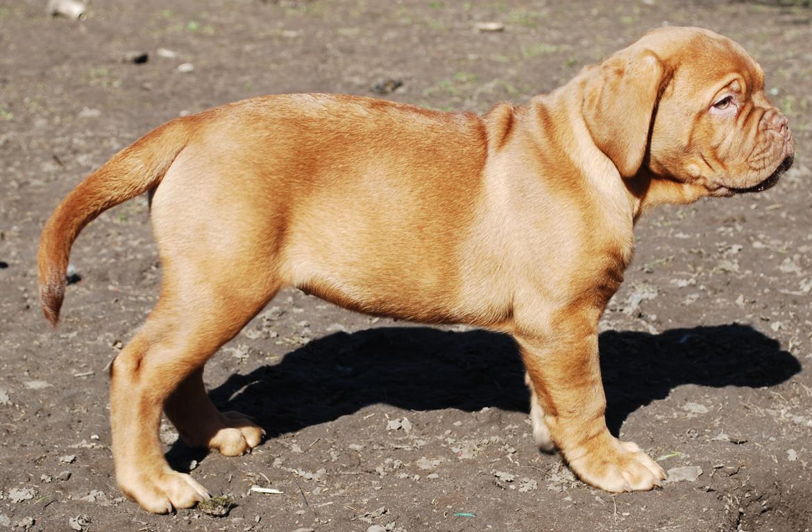 Dogue de bordeaux Dorsdorf's E'Peanut at Estéphe's billede 7