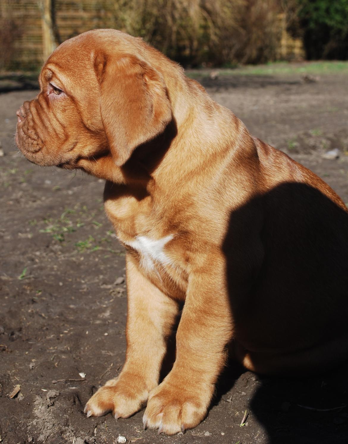 Dogue de bordeaux Dorsdorf's E'Peanut at Estéphe's billede 8