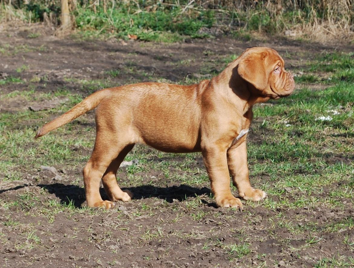 Dogue de bordeaux Dorsdorf's E'Peanut at Estéphe's billede 9