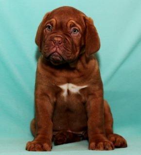 Dogue de bordeaux Dorsdorf's E'Peanut at Estéphe's billede 10
