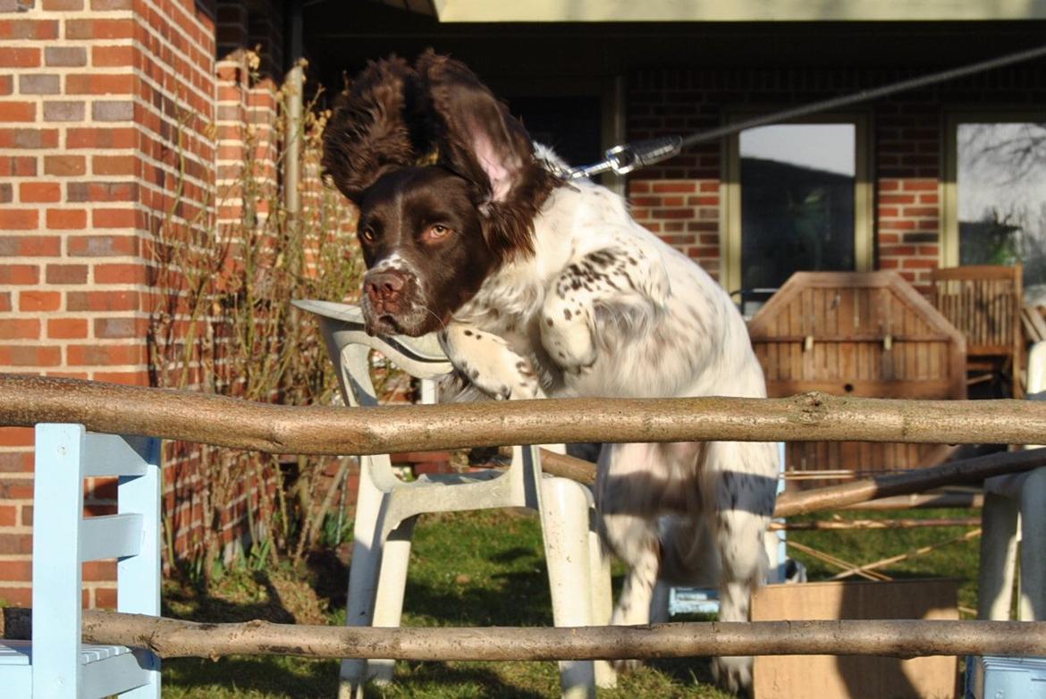 Engelsk springer spaniel Hannibal<3 billede 3