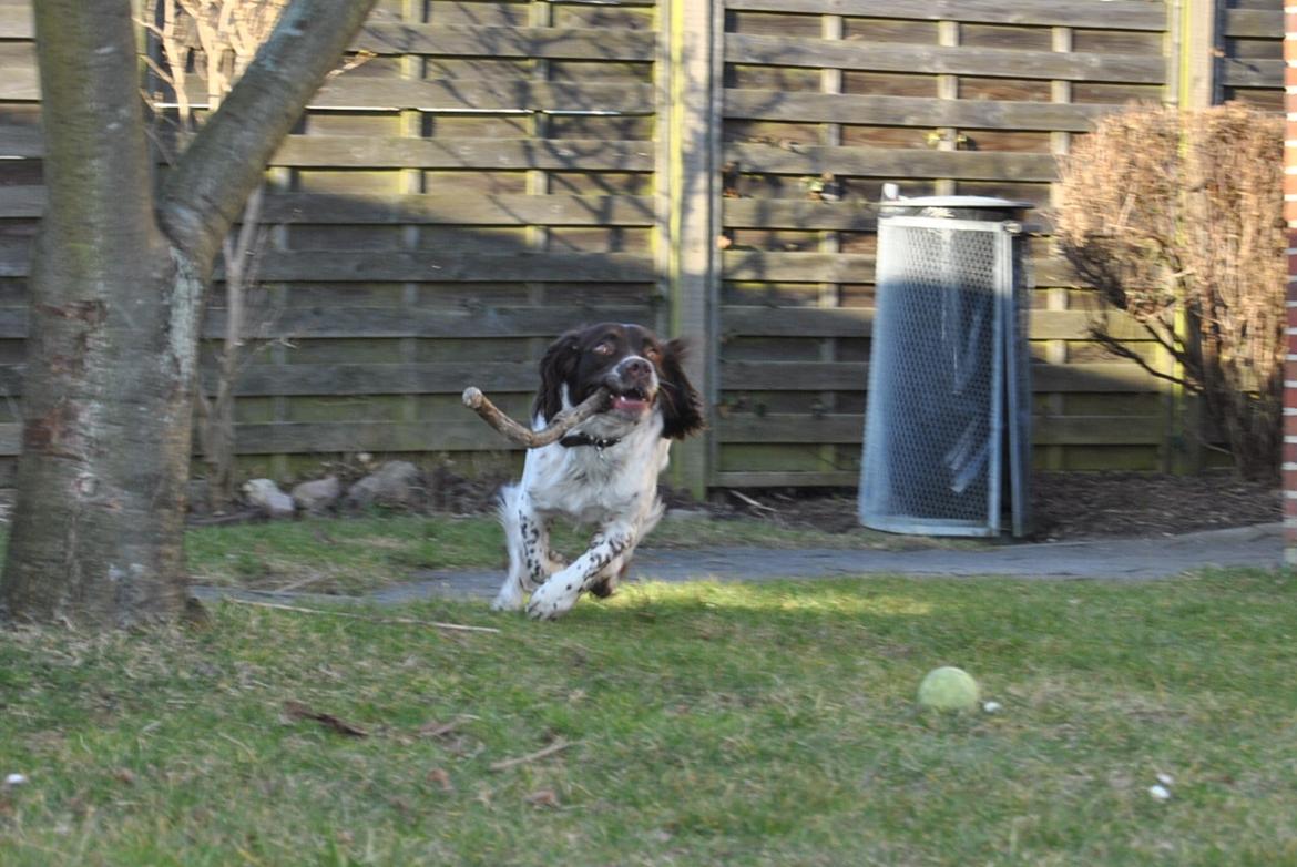 Engelsk springer spaniel Hannibal<3 billede 7
