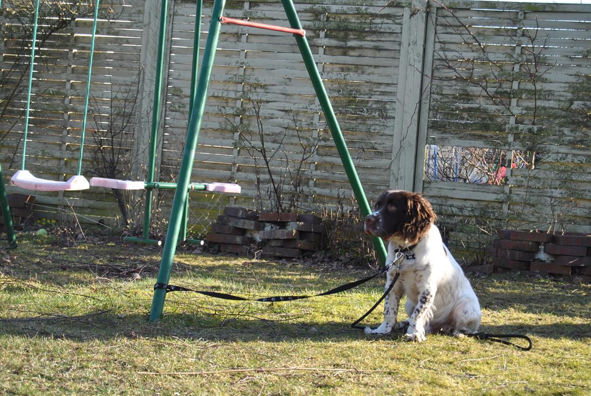 Engelsk springer spaniel Hannibal<3 billede 6