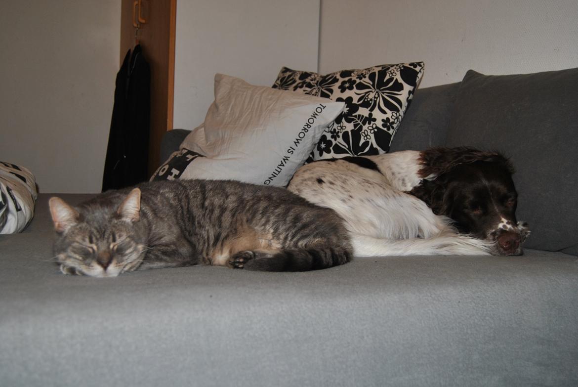 Engelsk springer spaniel Hannibal<3 - Hannibal & min kat Julle<3 billede 8