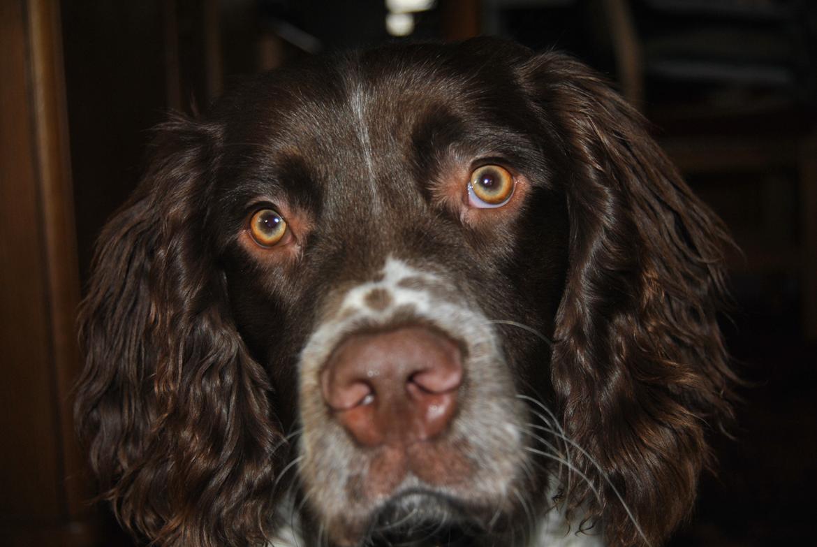 Engelsk springer spaniel Hannibal<3 billede 2