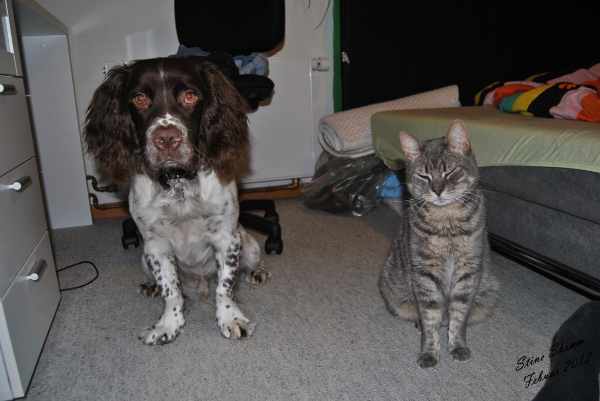 Engelsk springer spaniel Hannibal<3 - Hannibal & Julle<3 billede 10