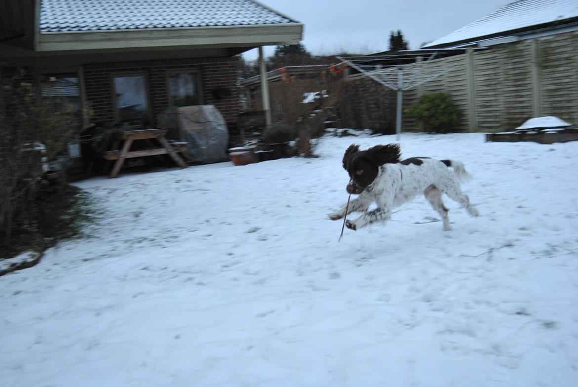 Engelsk springer spaniel Hannibal<3 - Hannibal's første løbetur i sneen<3 billede 13