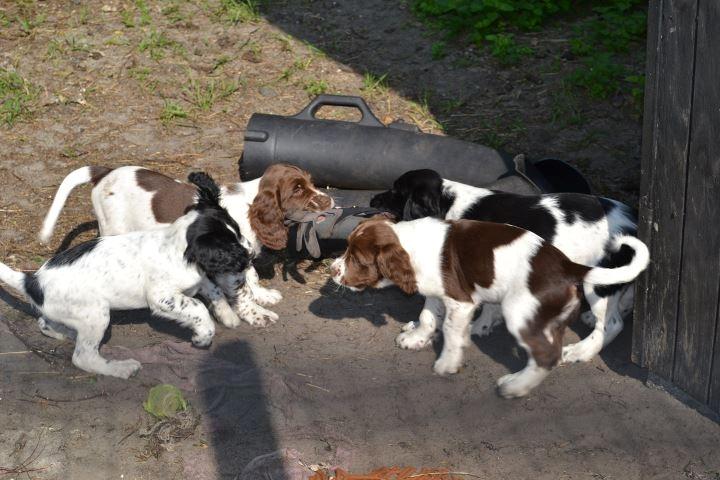 Engelsk springer spaniel Hannibal<3 - Hannibal & sine søskene på Læsø<3 billede 15