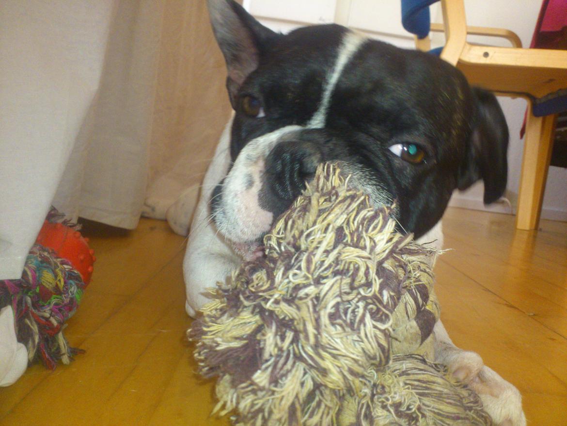 Fransk bulldog Bjarne - Så er det tid til at lege billede 8