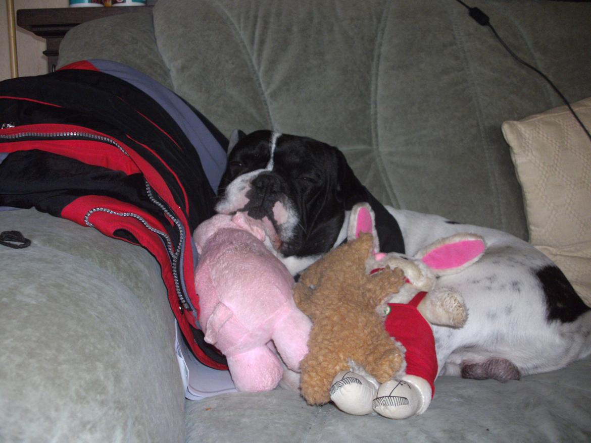Fransk bulldog Bjarne - Det er mine bamser billede 3