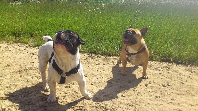 Fransk bulldog Bjarne - Bjarne sammen med sin kæreste Foxy billede 12