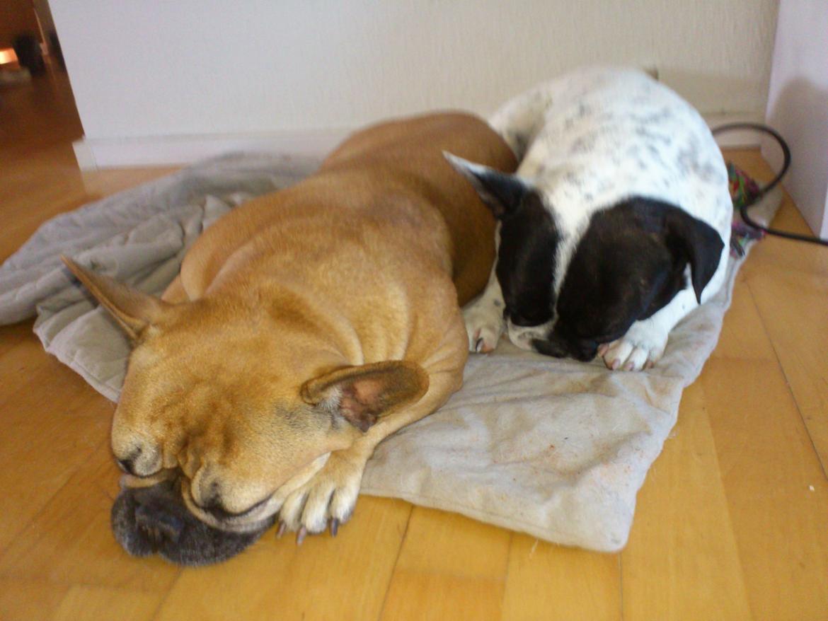 Fransk bulldog Bjarne - Bjarne og Foxy tager et lille hvil :) billede 13