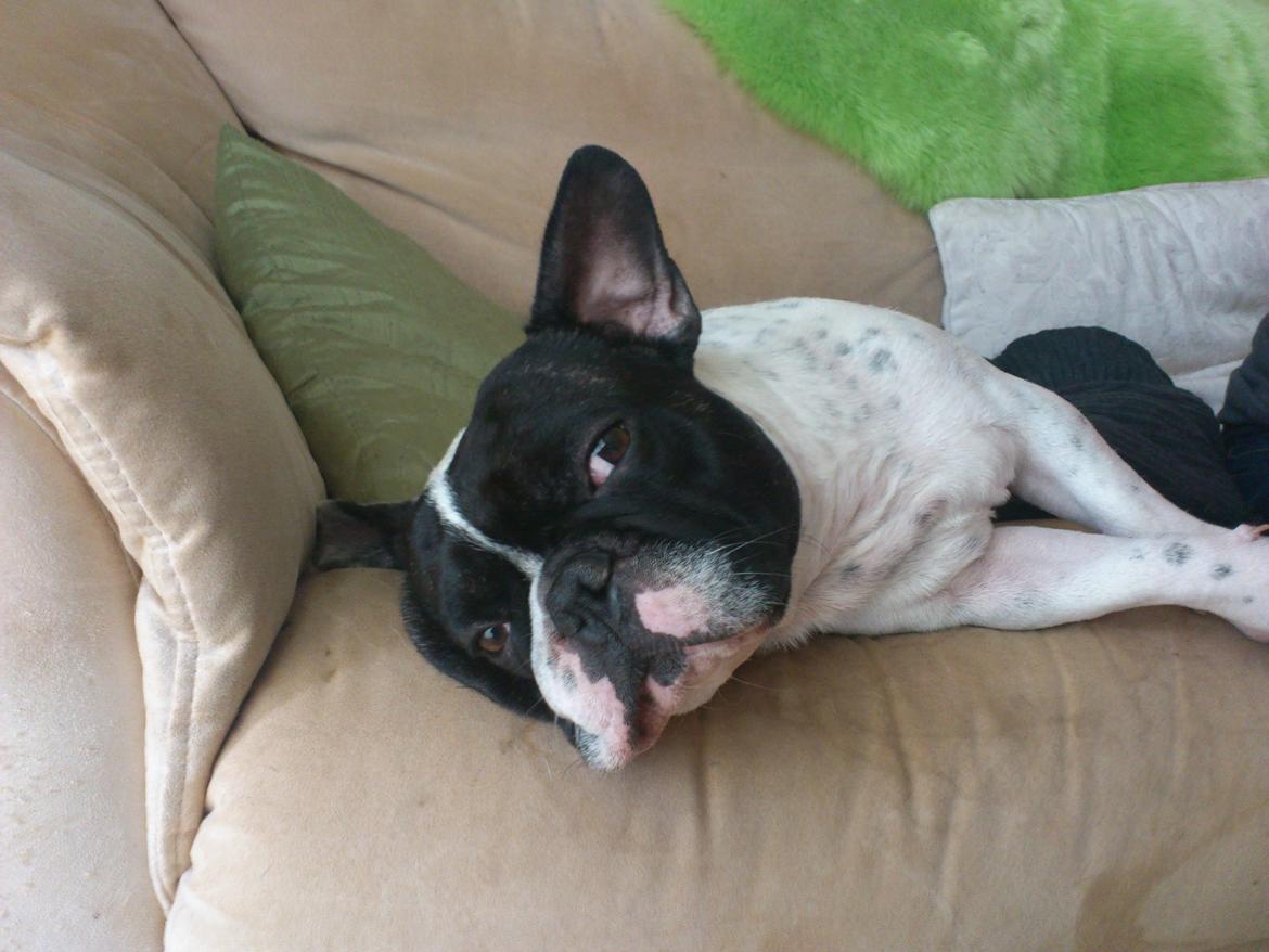 Fransk bulldog Bjarne - Afslapning billede 5