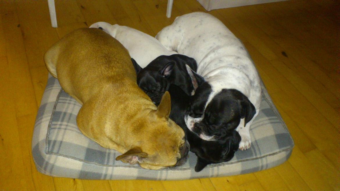Fransk bulldog Bjarne - Bjarne og Foxy og deres 3 små hvalpe billede 14