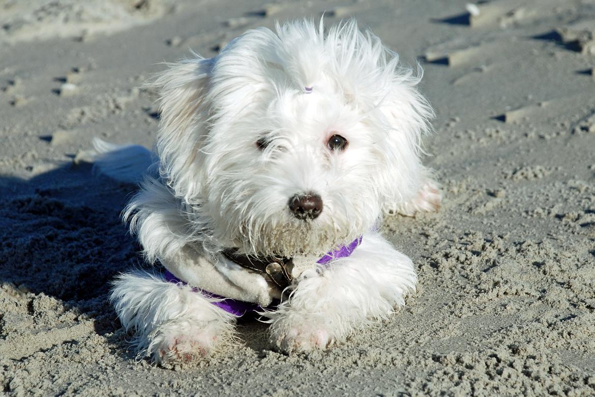 Malteser Fie R.I.P 26. Januar 2015 billede 23