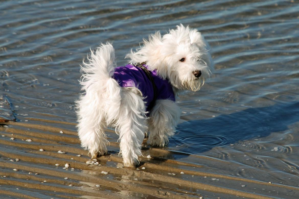 Malteser Fie R.I.P 26. Januar 2015 billede 25