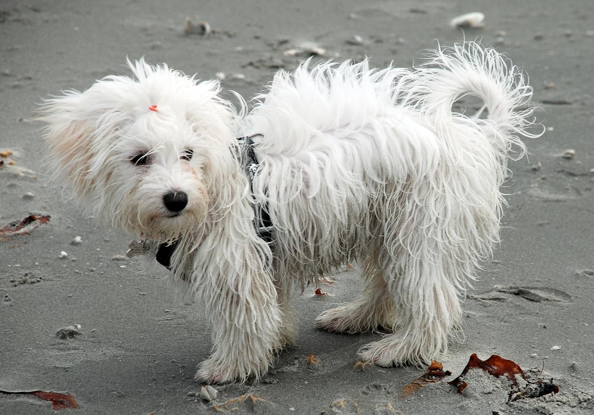 Malteser Fie R.I.P 26. Januar 2015 billede 26