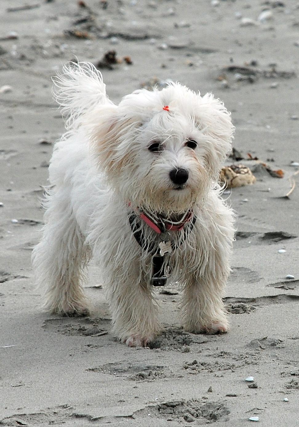 Malteser Fie R.I.P 26. Januar 2015 billede 24