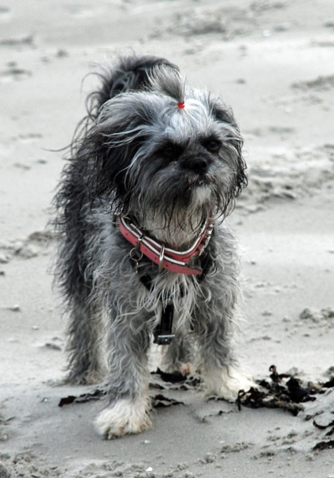 Blanding af racer Bianca R.I.P 4. februar 2014 billede 12