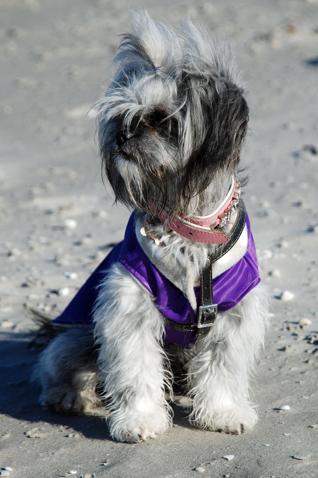 Blanding af racer Bianca R.I.P 4. februar 2014 billede 13