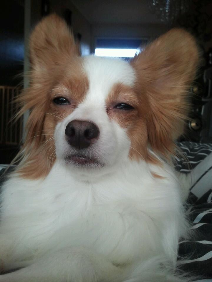 Papillon Chewey (himmelhund) billede 16