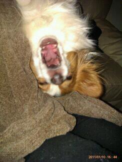 Papillon Chewey (himmelhund) billede 17