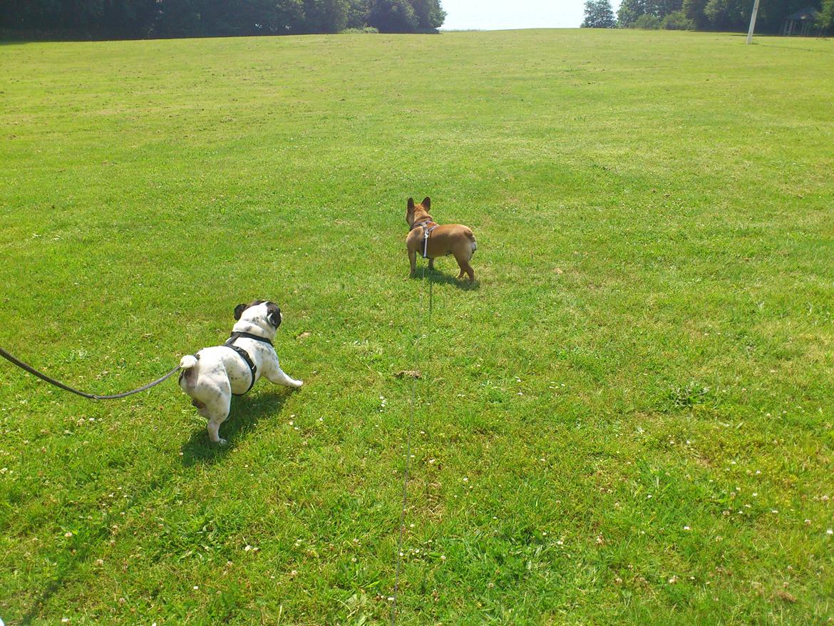 Fransk bulldog Bjarne - Bjarne på tur sammen med Foxy billede 15