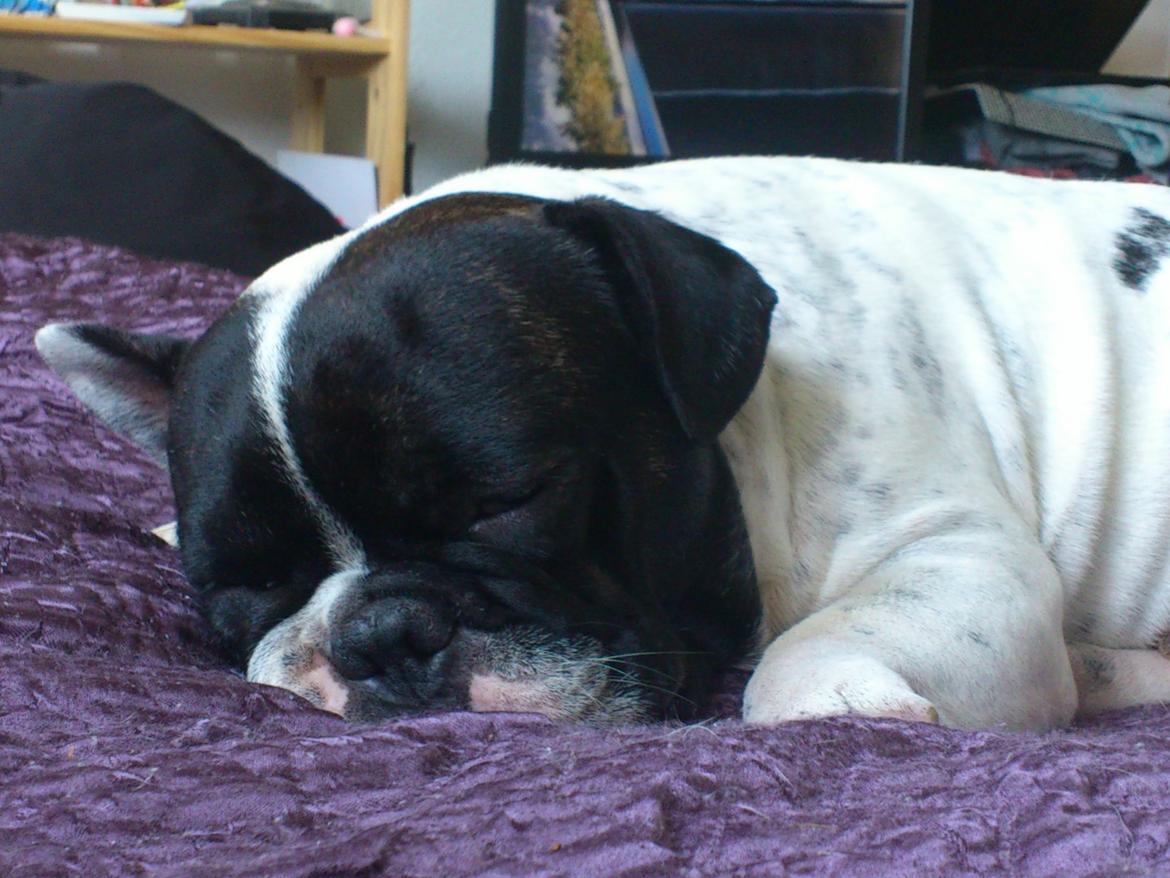 Fransk bulldog Bjarne - Godnat Bjarne billede 6