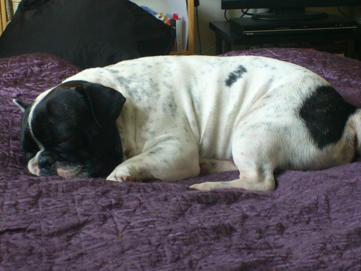 Fransk bulldog Bjarne - Godnat Bjarne 2 billede 7