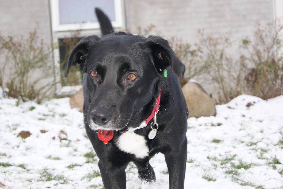 Blanding af racer Ida billede 8